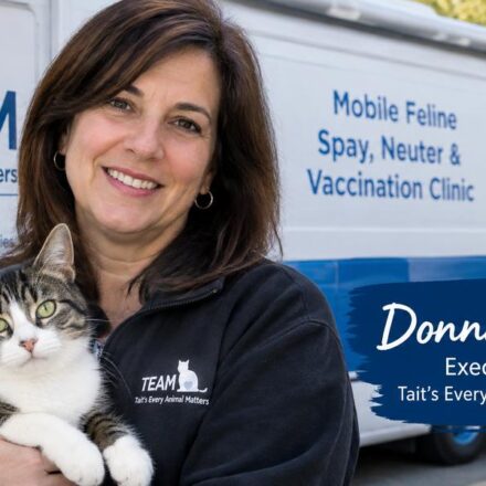 Donna Sicuranza: The Woman Behind Connecticut's Mobile Cat Clinic